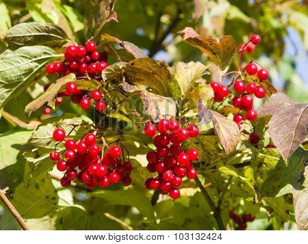 Red Berries Of A Guelder Rose Or Viburnum Opulus, Selective Focus