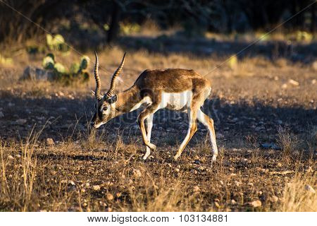 Blackbuck Antelope In The Sunlight