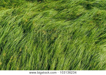 Cocograss close up beautiful green Nut grass pattern from garden