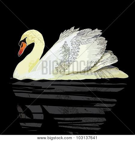 white swan on black background