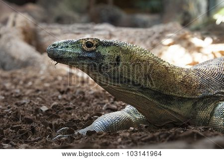 Komodo Dragon