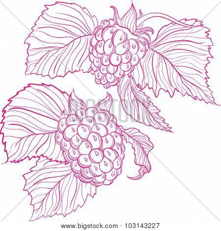 Vector drawing of raspberries