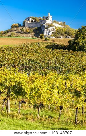 ruins of Falkenstein Castle with vineyard in autumn, Lower Austria, Austria