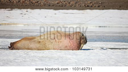 Walrus cow on ice floe