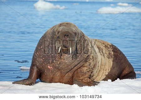Walrus cow on ice floe