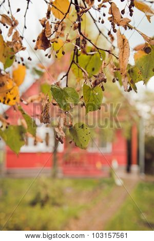 Wet Leaves Of A Linden In The Fall After A Rain Against The House In The Village