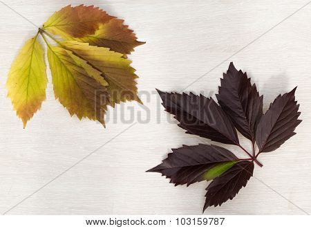 Two Autumn Leaves Of Grapes On A Light Board
