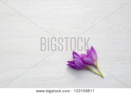 Two Autumn Crocuses Lie In The Right Bottom Corner Of A Light Wooden Board
