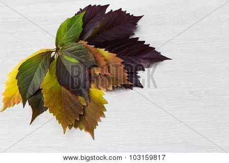Autumn Leaves Of Grapes, Yellow, Green And Violet, Lie In The Right Top Corner Of A Light Wooden Boa