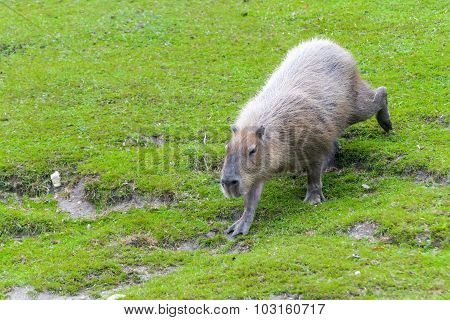 Capybara (hydrochoerus Hydrochaeris)