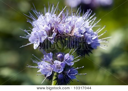 ดอกไม้ปุย - Phacelia tanacetifolia