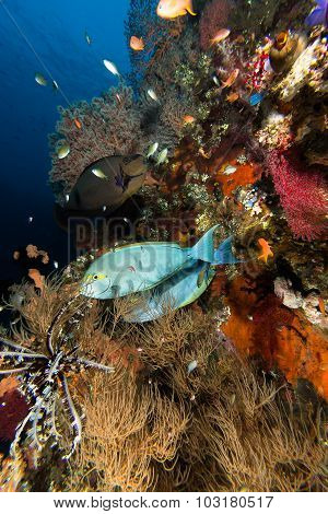 Liberty Wreck