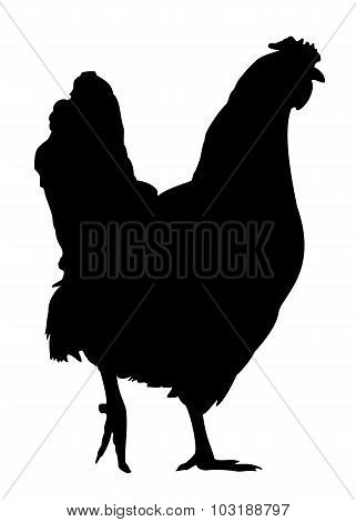 Silhouette of Hen