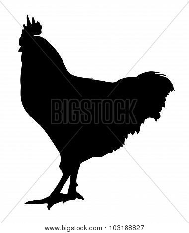 Silhouette of a rooster