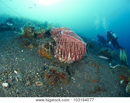 Giant Barrel Sponge