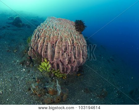 Giant Barrel Sponge