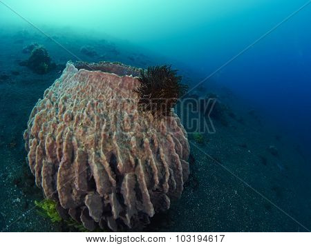 Giant Barrel Sponge