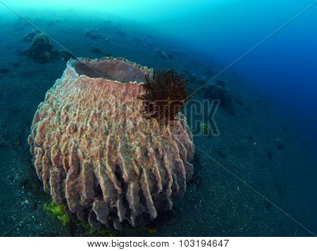 Giant Barrel Sponge