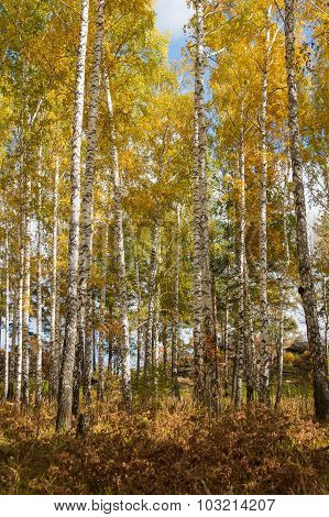 Autumn Forest On The Lake Arakul