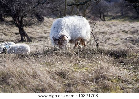 Drenthe Heath Sheep
