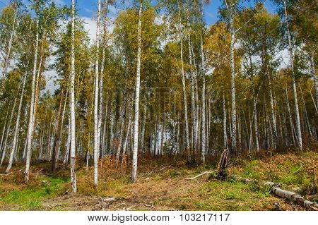 Autumn Forest On The Lake Arakul