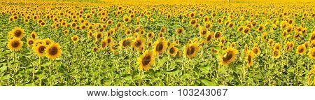 Panorama Of Sunflower Field