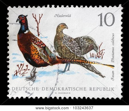 GDR - CIRCA 1968: a stamp printed in GDR shows Pheasant, Phasiaus colchicus, Bird issue, circa 1968
