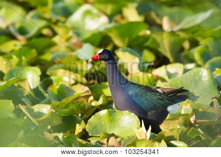 Purple Gallinule