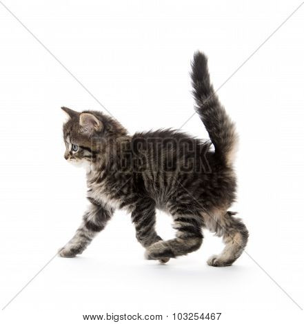 Cute Baby Tabby Kitten On White