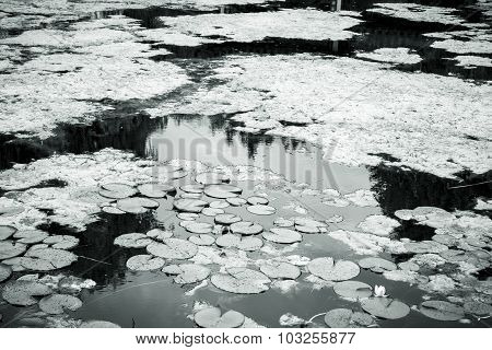 Black And White Shot Of A Lake With Water Lilies