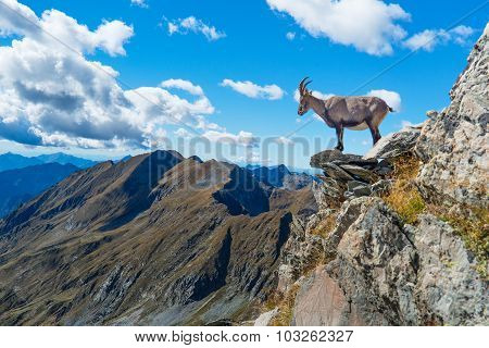Ibex On Rock In Mountains