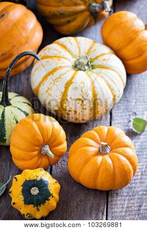 Pumpkins and variety of squash