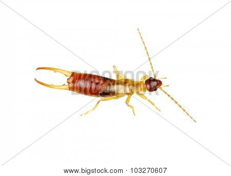  beetle isolated on a white background