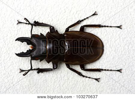 Stag beetle isolated on background