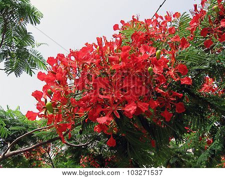 Red flowers, royal poinciana, flamboyant