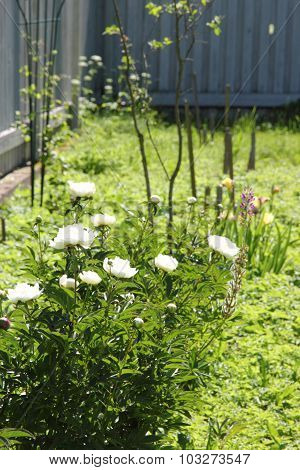 white peonies in the garden