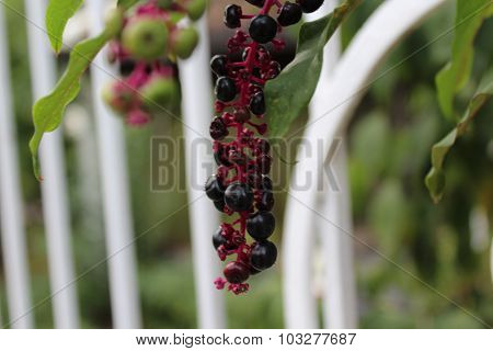 Bacche rosse