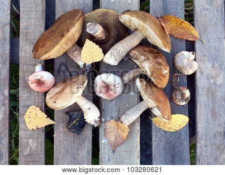 Edible mushrooms on a wooden table