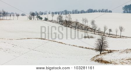 Trees In Field Covered By Snow. Winter Scenery