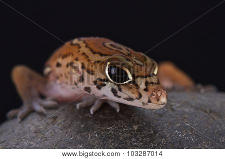Yucatán Banded Gecko