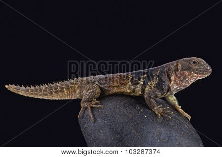 Yucatán spiny-tailed iguana