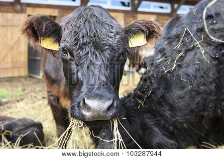 Galloway breed of cattle