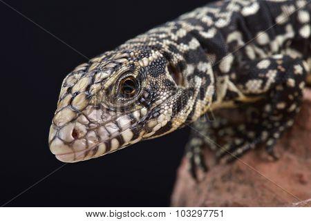Argentine black and white tegu