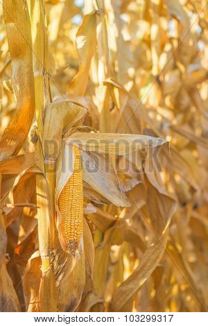 Maize Cob Ear On Stalk