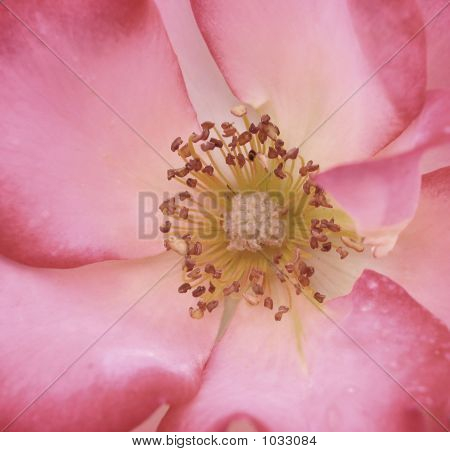 Uma rosa