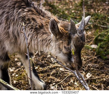 Goatling
