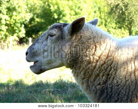 sheep
