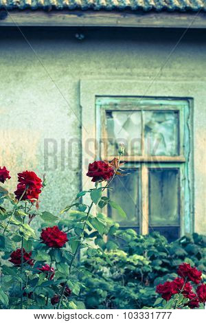 Rose Bushes With Broken Window