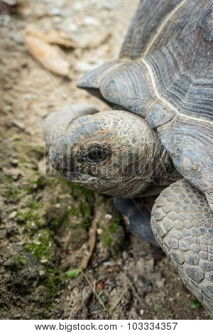 Aldabra Giant Tortoise , Aldabrachelys Gigantean