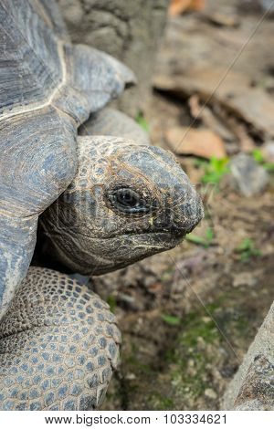 Aldabra Giant Tortoise , Aldabrachelys Gigantean